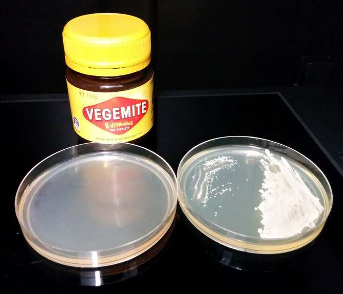Yes, you can make alcohol from Vegemite, but ...