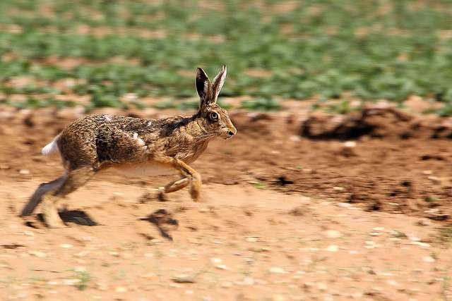 Climate change threatens more than two-thirds of rabbit species