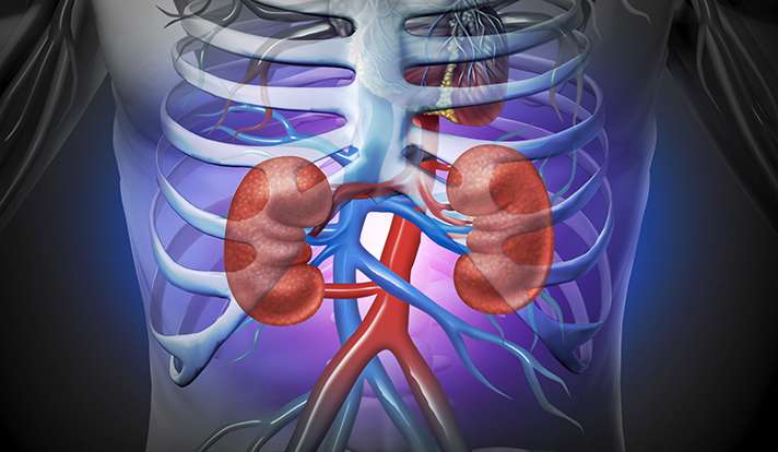 Scientists develop novel technique for kidney research