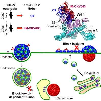 Scientists identify effective and novel mechanisms to block chikungunya virus
