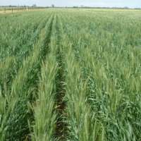 Research finds how to increase wheat yield during drought in rainfed environments