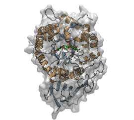 Scientists reveal structure of key cancer target enzyme