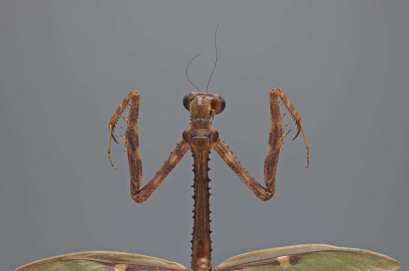 Scientists uncover re-evolution of disruptive camouflage in horned praying mantises