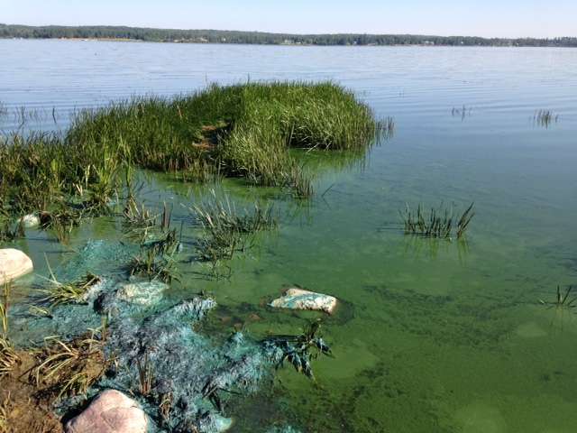 University of Alberta scientists help public avoid health risks of toxic blue-green algae