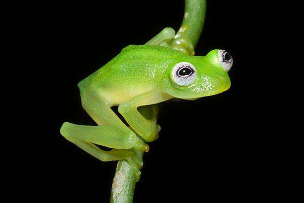 Scientists discover new species of glass frog in Costa Rica