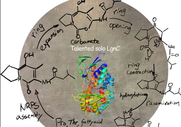 Research team takes step forward in understanding cancer-fighting compounds