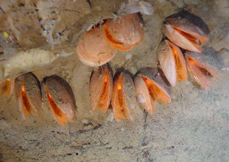 Scientists describe new clam species from depths off Canada's Atlantic coast