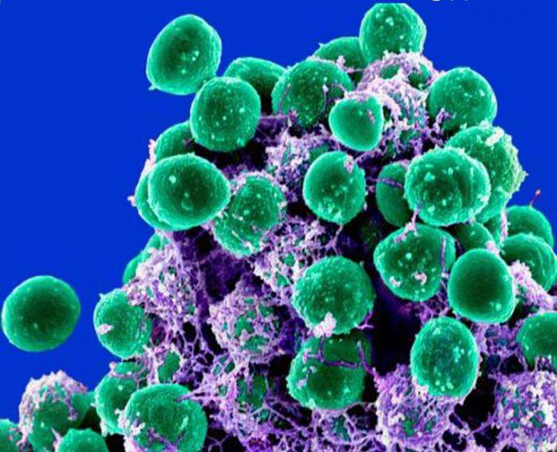 Research team develops quick way to determine bacteria's antibiotic resistance