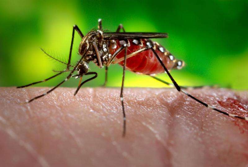 University of Washington researchers show that the mosquito smells, before it sees, a host