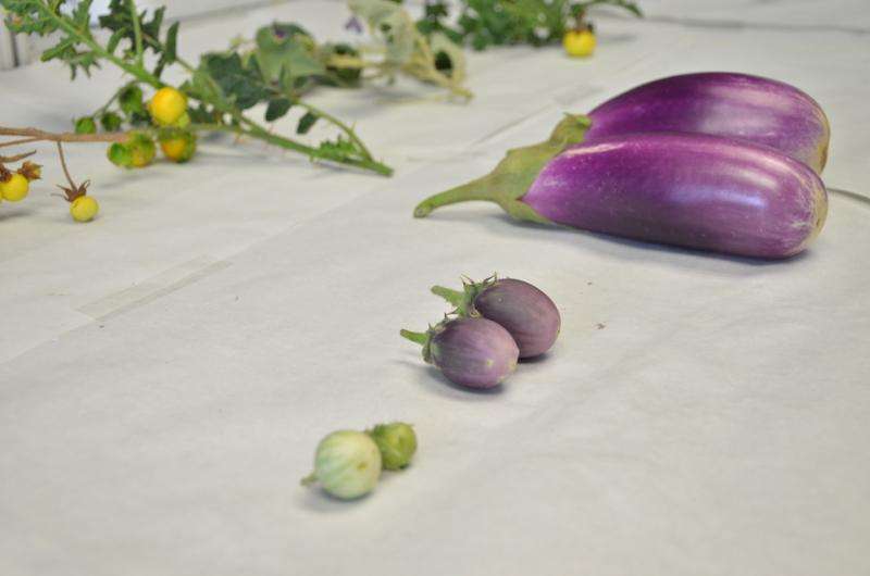International project to create climate change-resistant eggplants
