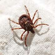 Researchers closer to ending debate around Lyme disease and ticks in Australia