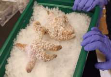 Researchers provide new details about sea stars' immunity