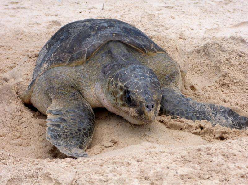 Study reveals largest turtle breeding colony in the Atlantic