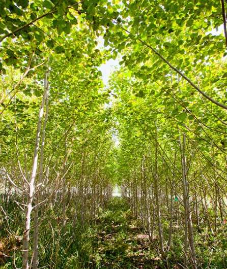 Researchers identify genetic regulatory networks that influence poplar wood formation