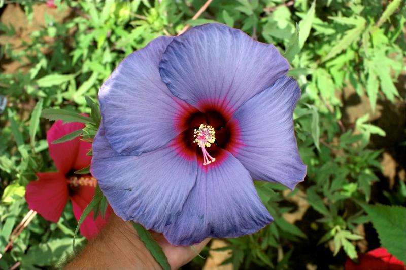 AgriLife Researcher develops a painter's palette of winter-hardy hibiscus colors