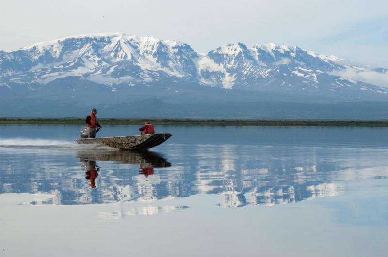 Alaskan trout choose early retirement over risky ocean-going career