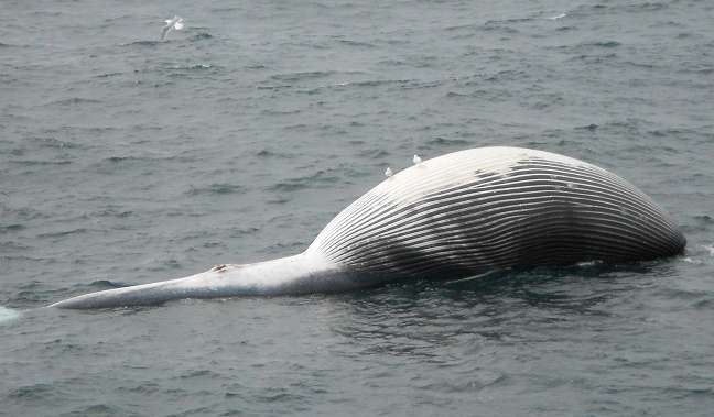 Alaska researcher investigates fin whale deaths