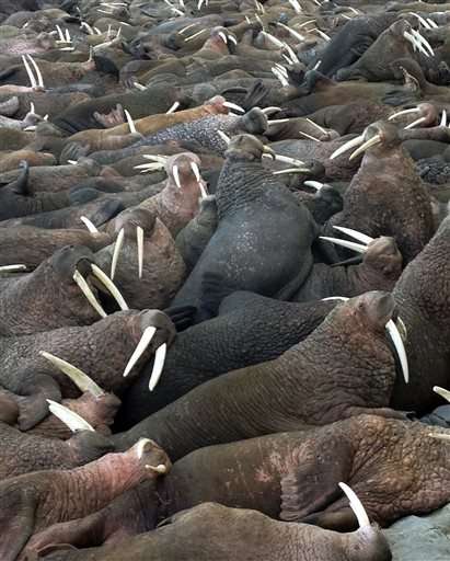 Alaska's popular walrus cam streams again after a decade