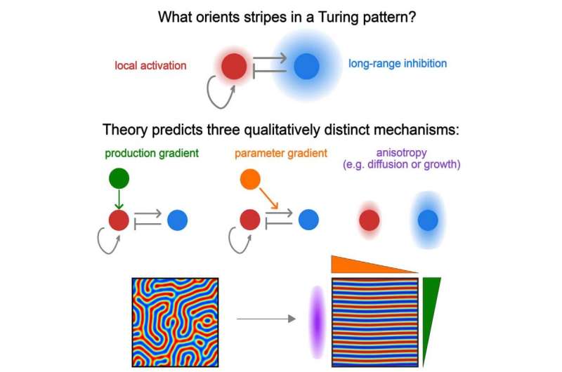 A mathematical model for animal stripes