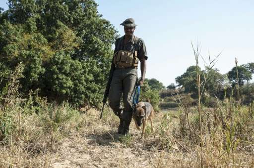 A member of the Kruger National Park Anti-Poaching K9 Unit and his dog patrol at the park