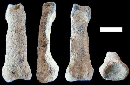 A picture released on August 18, 2015 by Nature Communications shows a OH 86 hominin manual proximal phalanx in (from L-R) dorsa