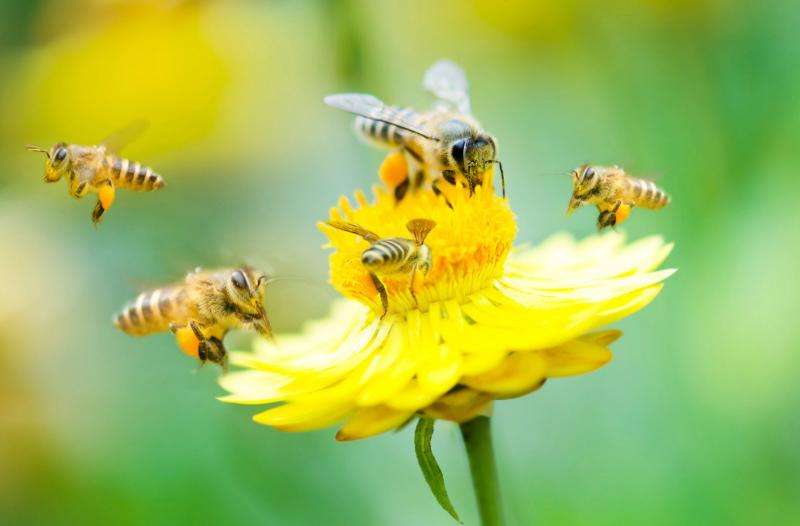 Biologist Berry Brosi on Obama's 'plan bee'