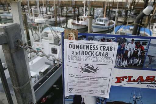 Boats sit idle as algae threatens Dungeness crab season