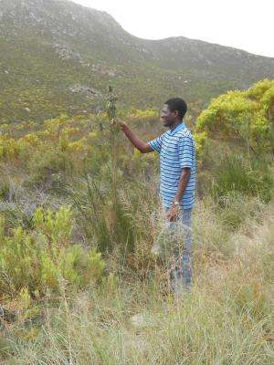 Citizen scientists discover new plant species in the Cape Floral Kingdom