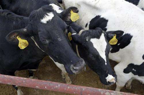 Dairy farms asked to consider breeding no-horn cows