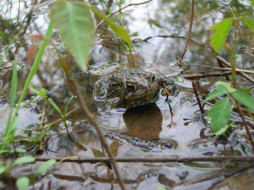 Deadly frog fungus dates back to 1880s, studies find