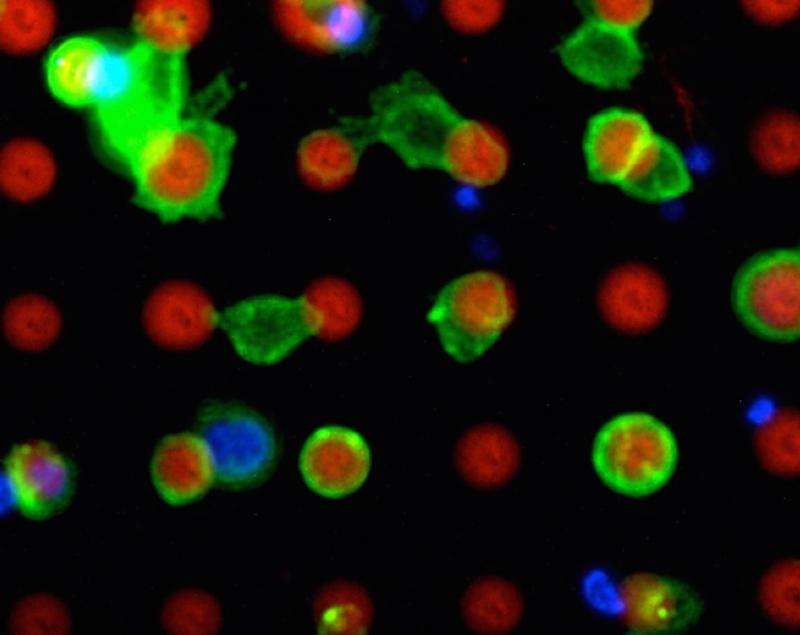 Detecting cancer cells before they form metastases