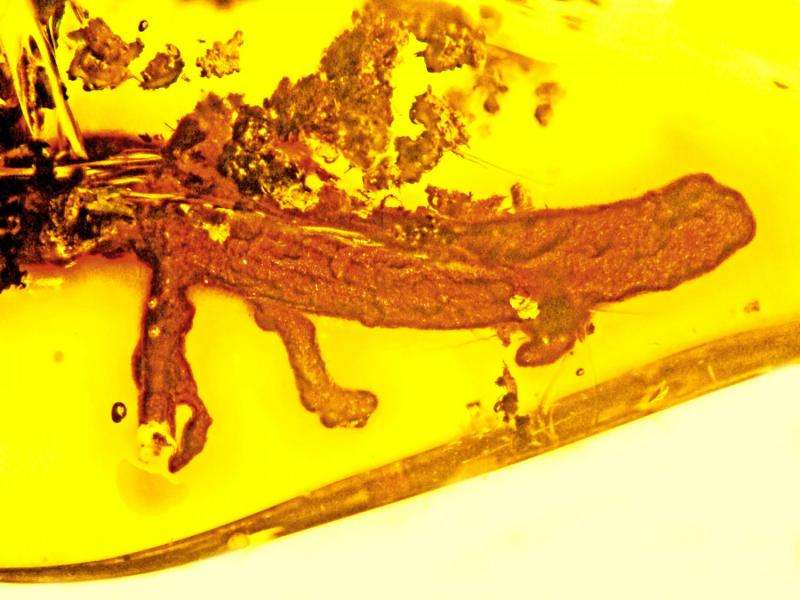 Discovery of a salamander in amber sheds light on evolution of Caribbean islands