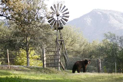 Drought drives bears into California town in search of food