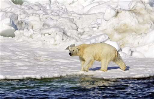Federal appeals court hears arguments on polar bear habitat