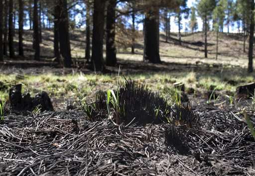 Feds expand efforts to fight wildfires by reshaping forests