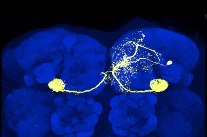 First direct evidence for synaptic plasticity in fruit fly brain