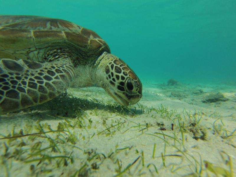Green sea turtle grazes near Australia's Lizard Island