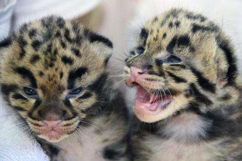 Handout photo obtained March 30, 2015 from the Zoo Miami in Miami, Florida shows two female clouded leopards