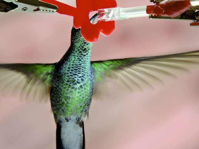 Hummingbird tongues are tiny pumps that spring open to draw in nectar