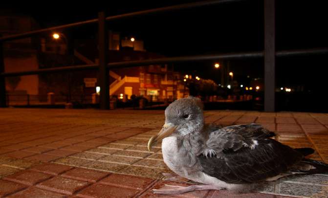 Light pollution threatens the Balearic shearwater