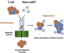 Magnetic nanoparticles could be key to effective immunotherapy