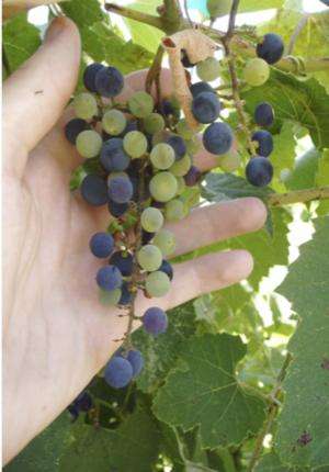 Molecular genetics ready to launch a golden age of winegrape breeding