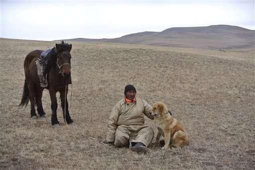 Mongolian dog tradition revived to protect sheep, leopards