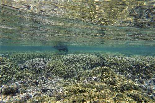 Most of Hawaii's coral recover from mass bleaching
