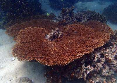 Newly discovered algal species helps corals survive in the hottest reefs on the planet