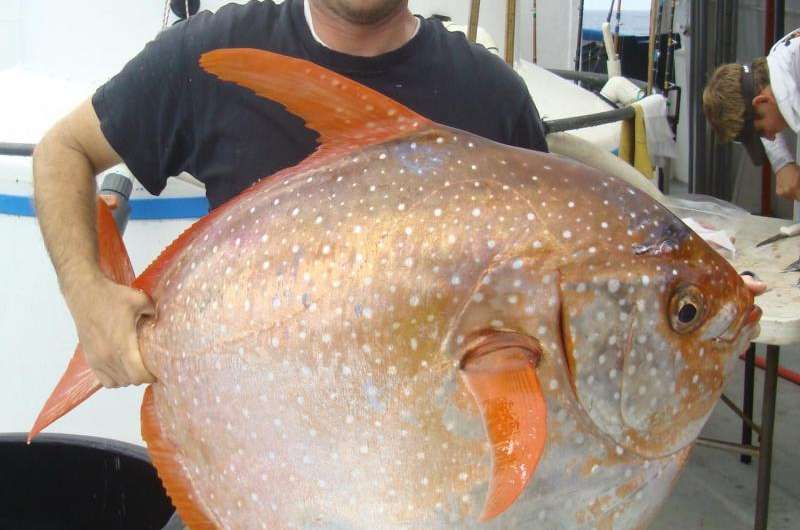 New research reveals first warm-blooded fish