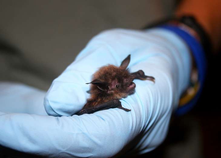 Once plentiful, northeastern bats now threatened by mysterious white-nose syndrome