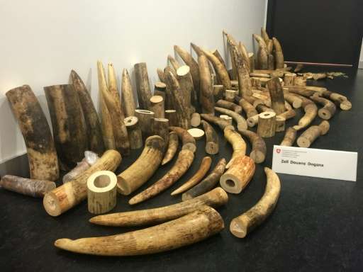 Photo released on August 4, 2015 by the Swiss Federal Customs Administration shows elephant ivory—worth more than 400,000 USD on