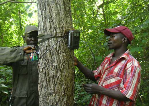 Remote cameras offer glimpse into the ‘forgotten forests’ of South Sudan
