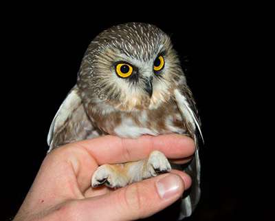 Researchers capture, document first northern saw-whet owl in Arkansas